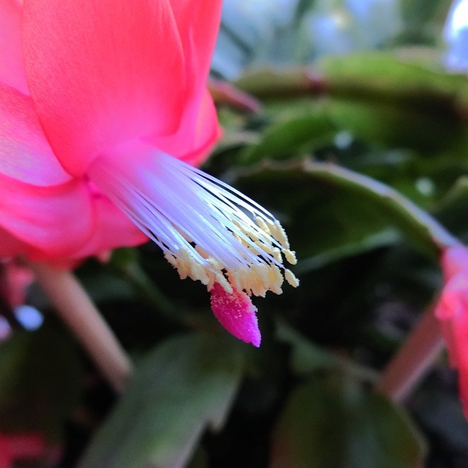 又到蟹爪兰开花时 ------ 5