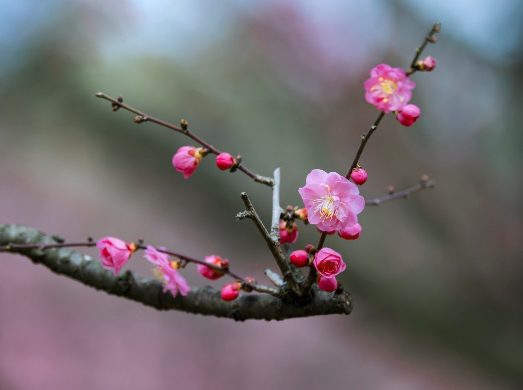 红梅花开迎新春