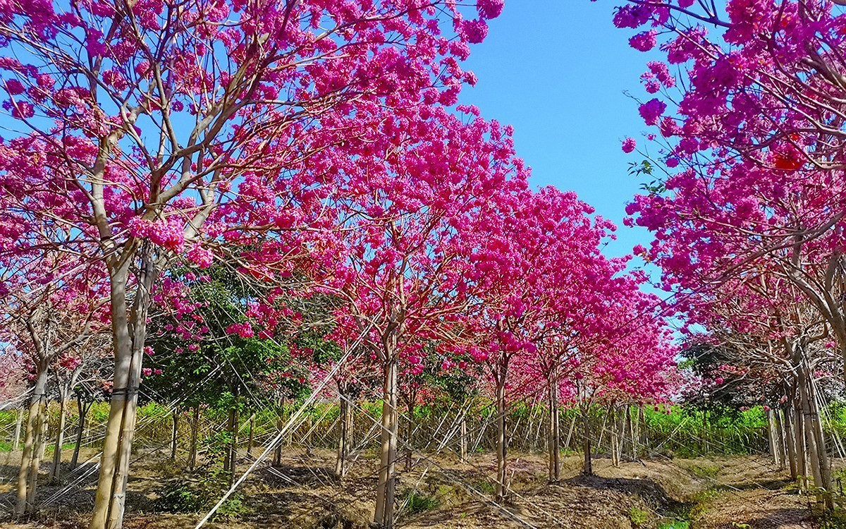 24002－乡村的紫花风玲