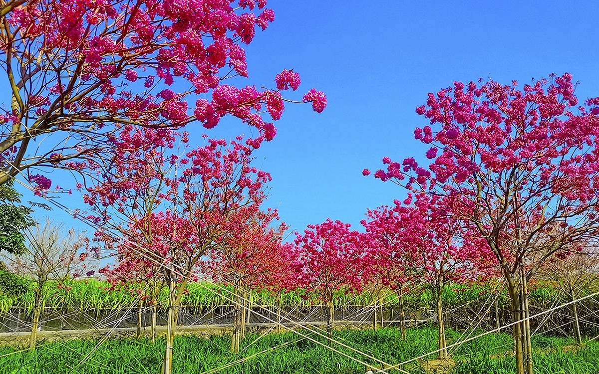 24002－乡村的紫花风玲