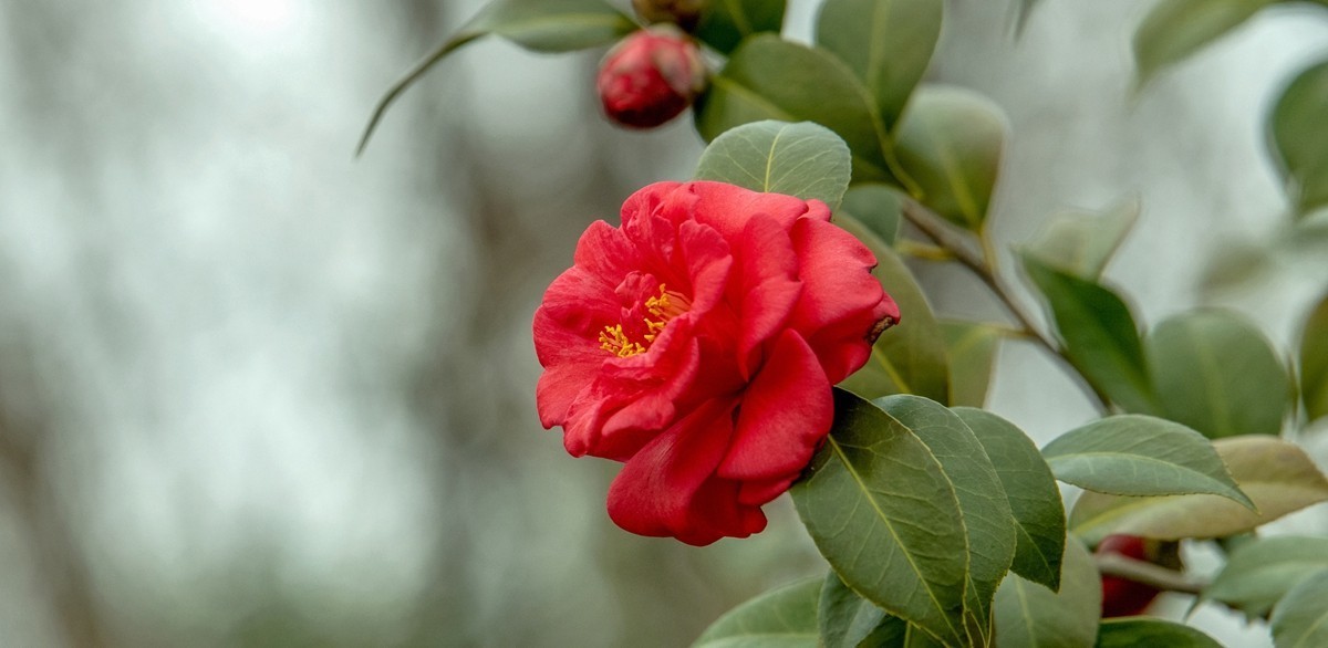 春游 茶花随拍
