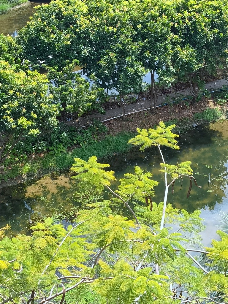 带着手机去旅行《走进三亚湿地公园--东岸湿地公园》