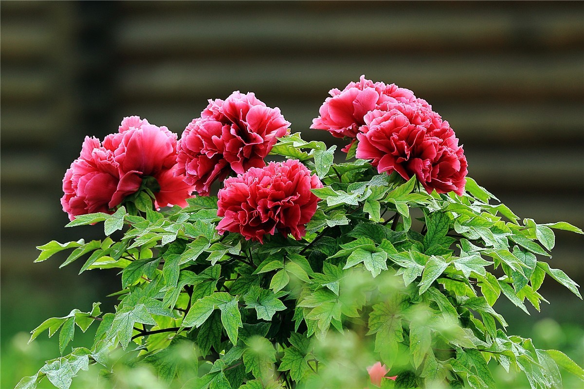 菏泽曹州牡丹园