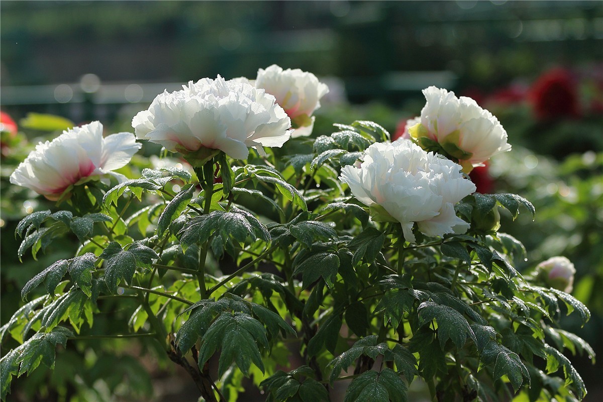 菏泽曹州牡丹园