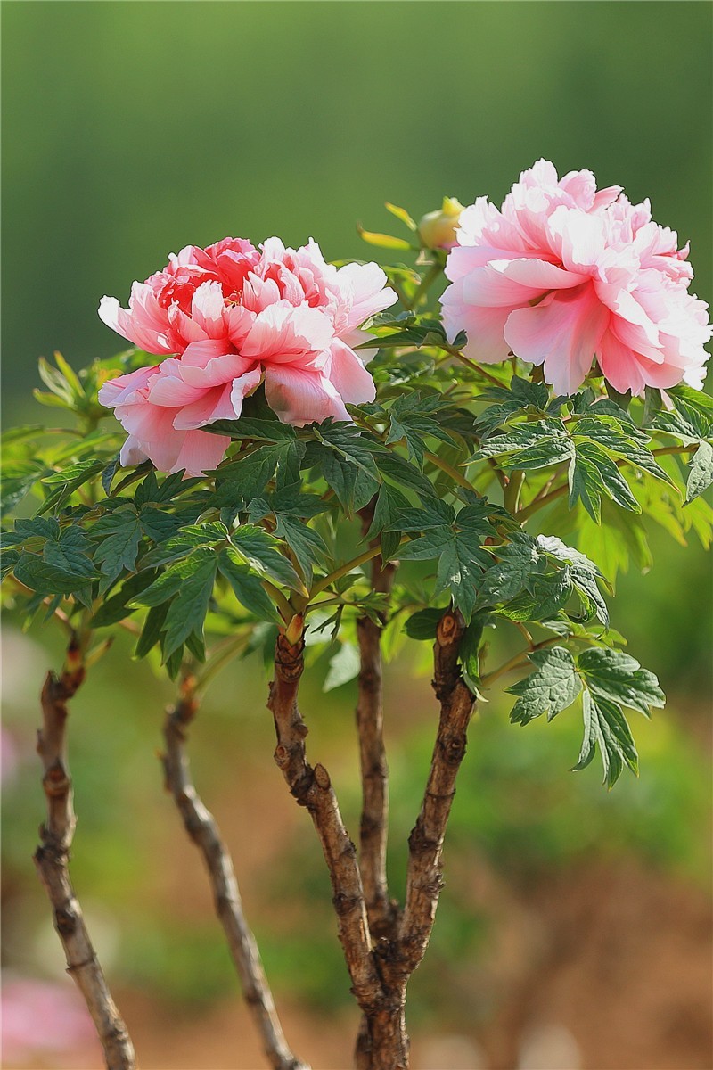 菏泽曹州牡丹园