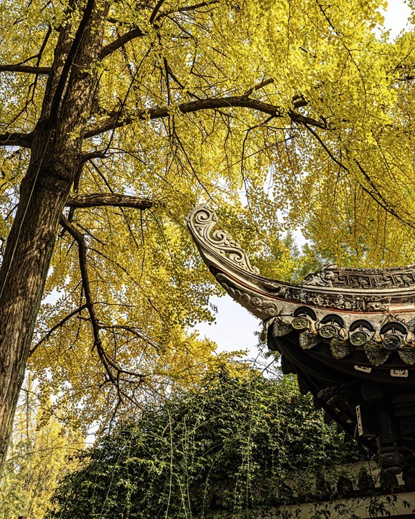 四川成都--崇州--罨画池秋色【5】