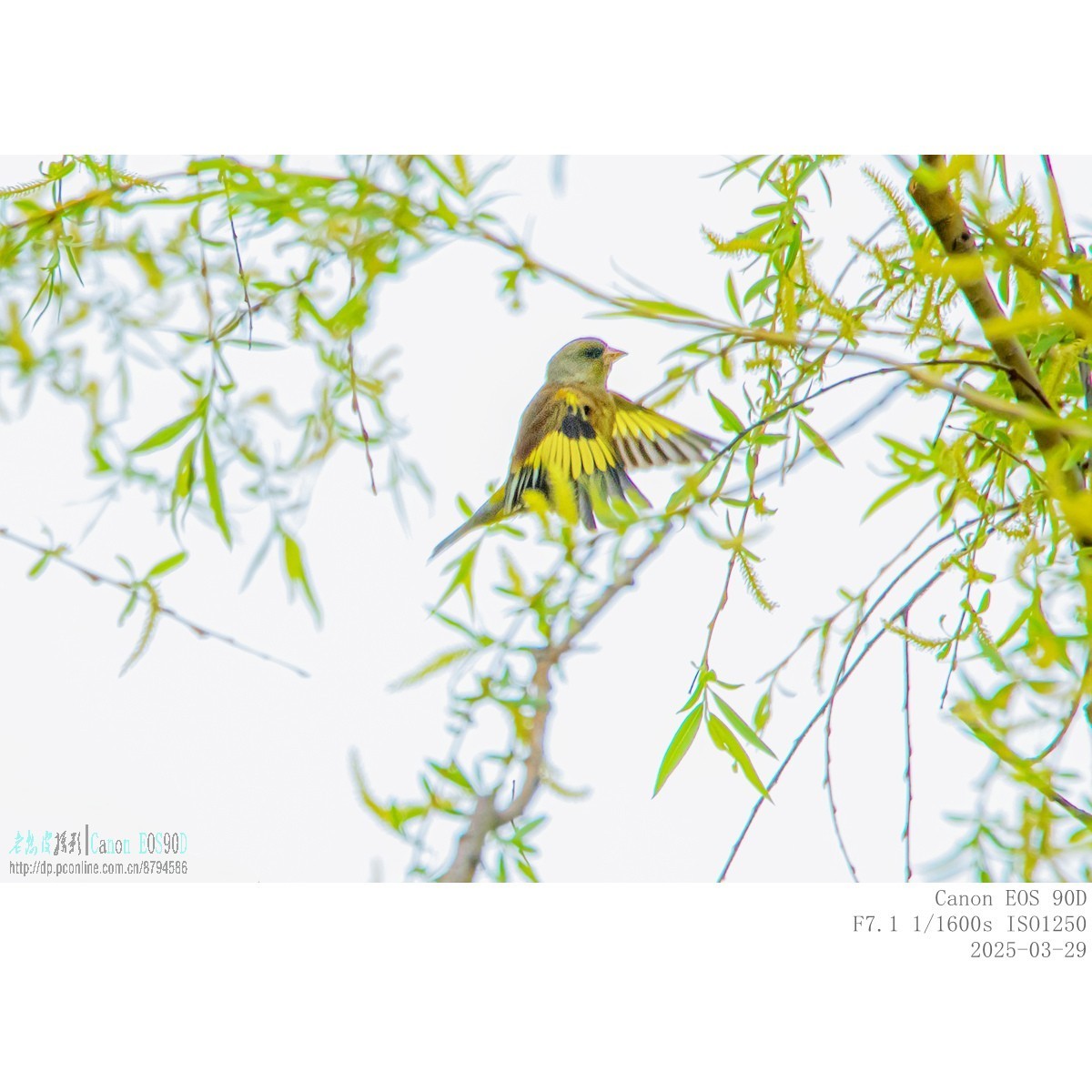 高柳上的金翅雀