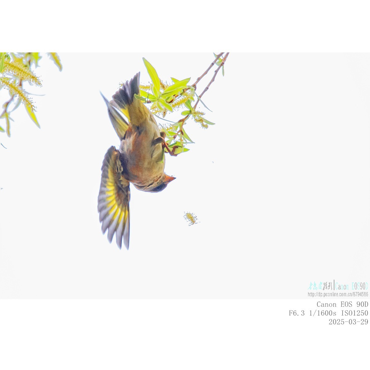 高柳上的金翅雀