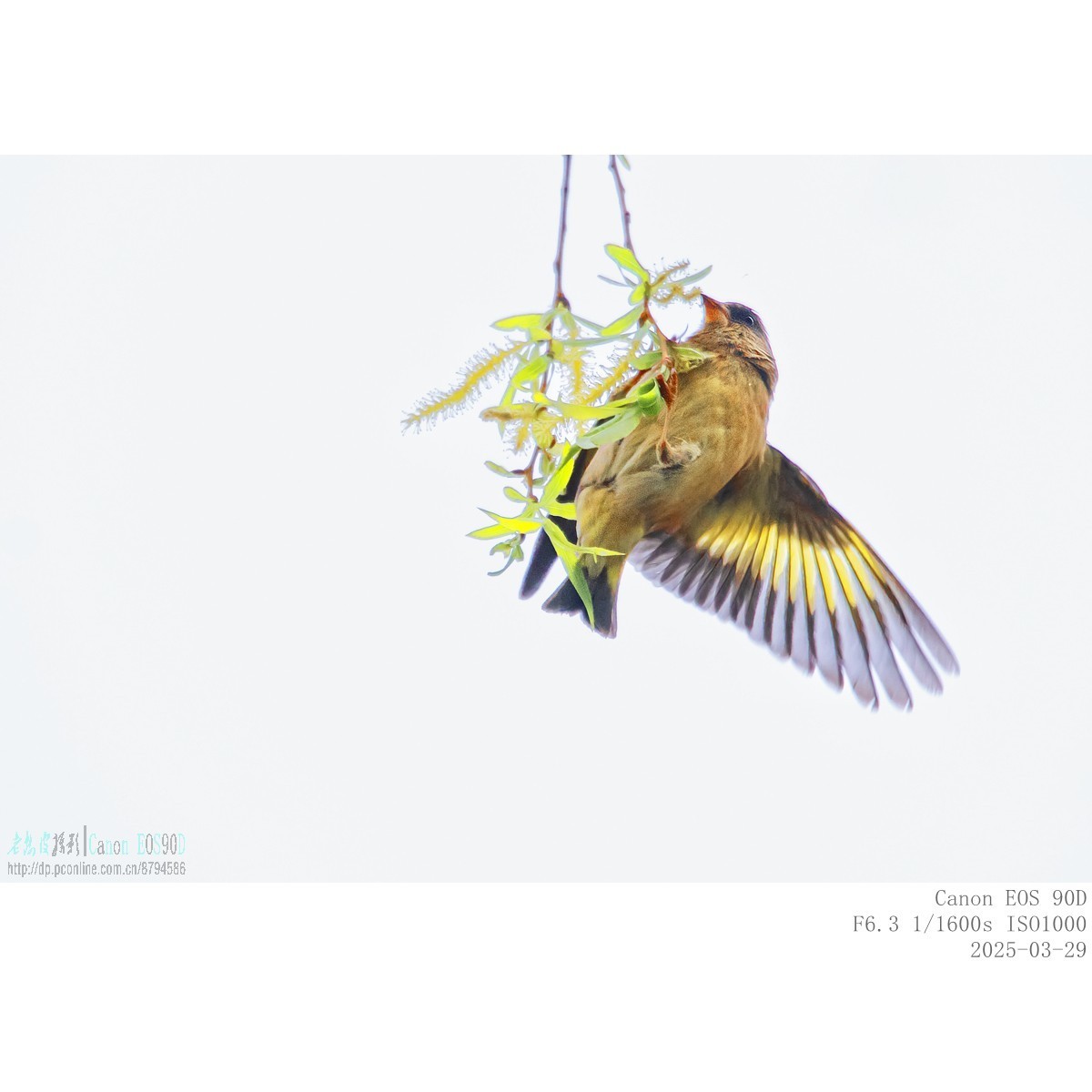 高柳上的金翅雀