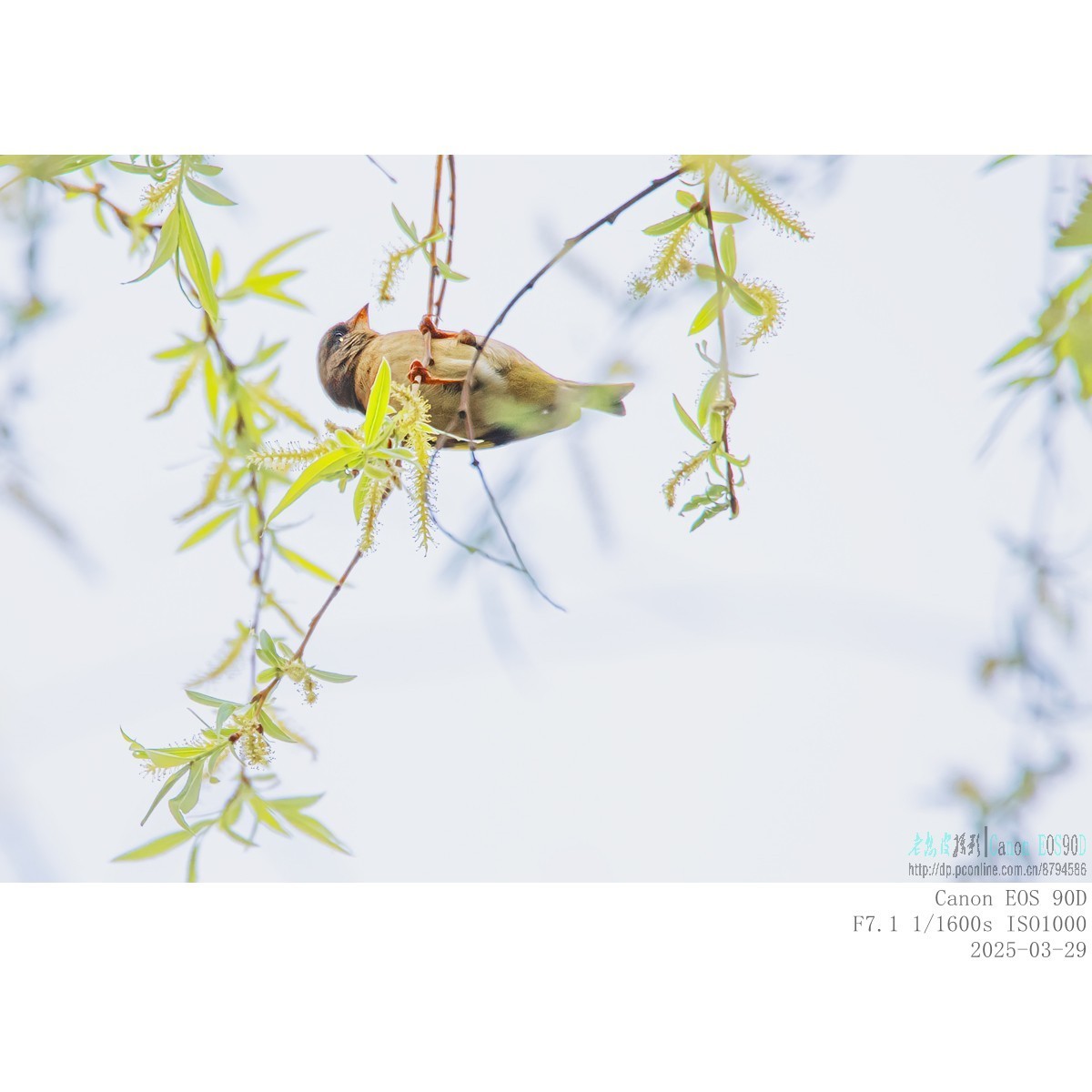 高柳上的金翅雀