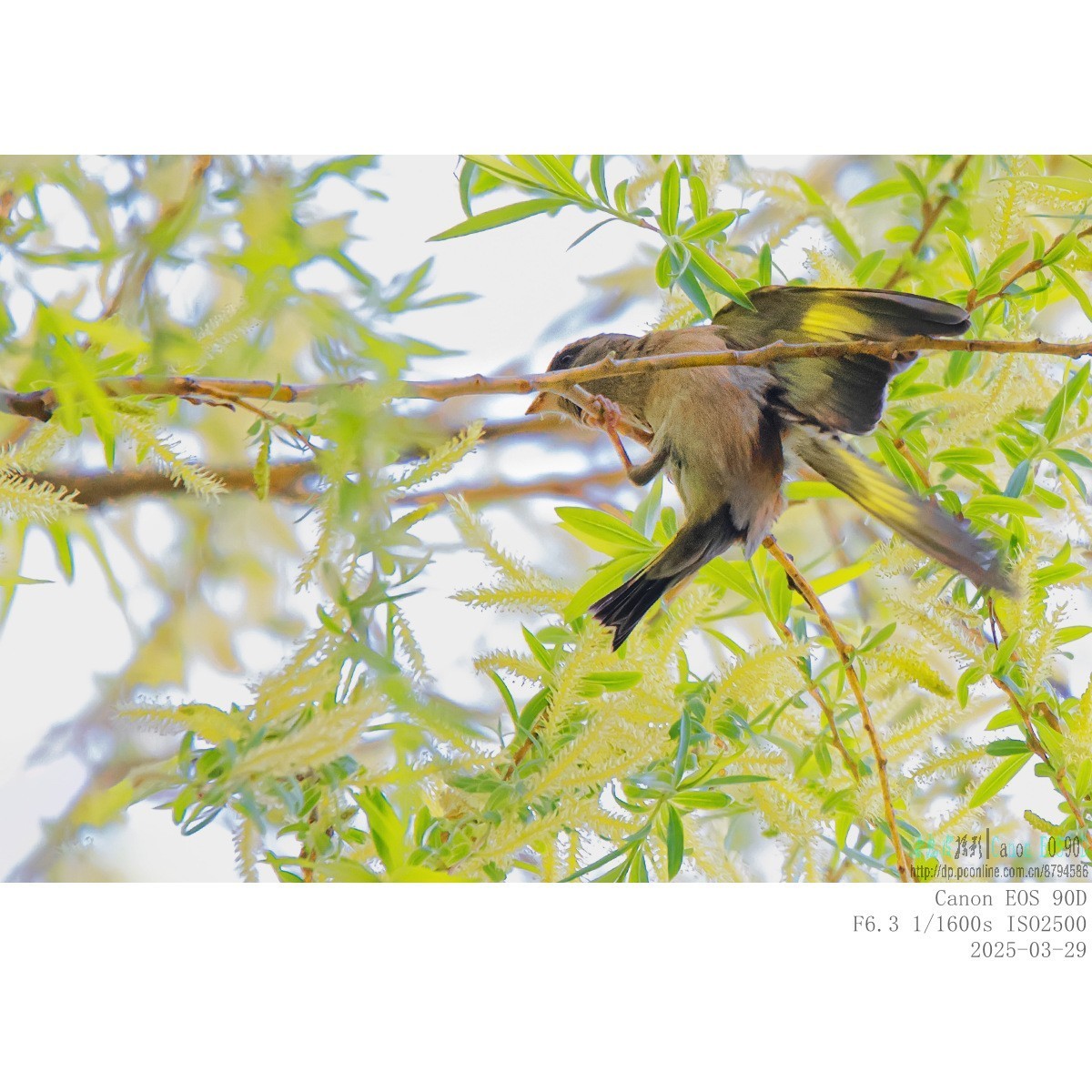 高柳上的金翅雀