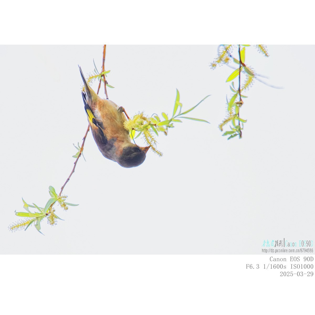 高柳上的金翅雀