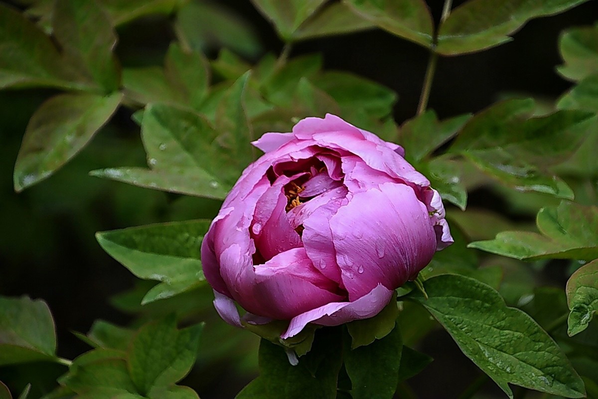 西安雨后牡丹苑