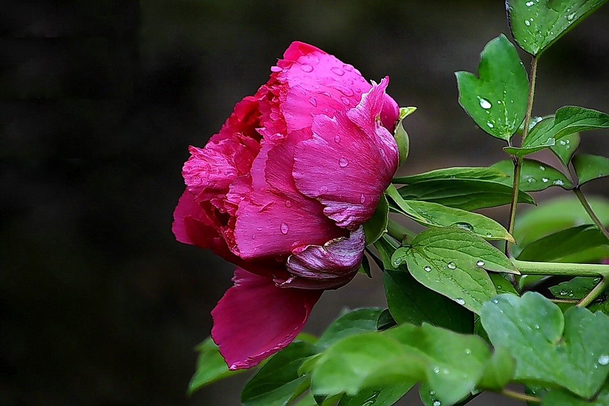 西安雨后牡丹苑