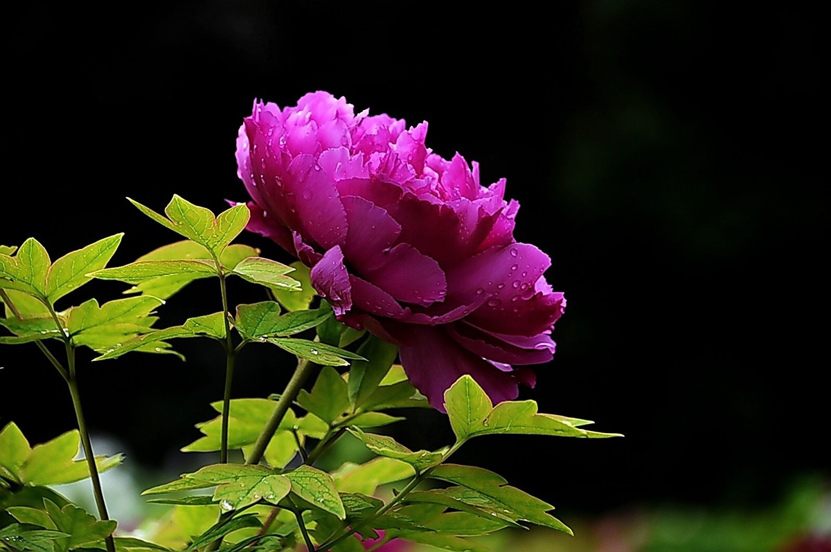 西安雨后牡丹苑