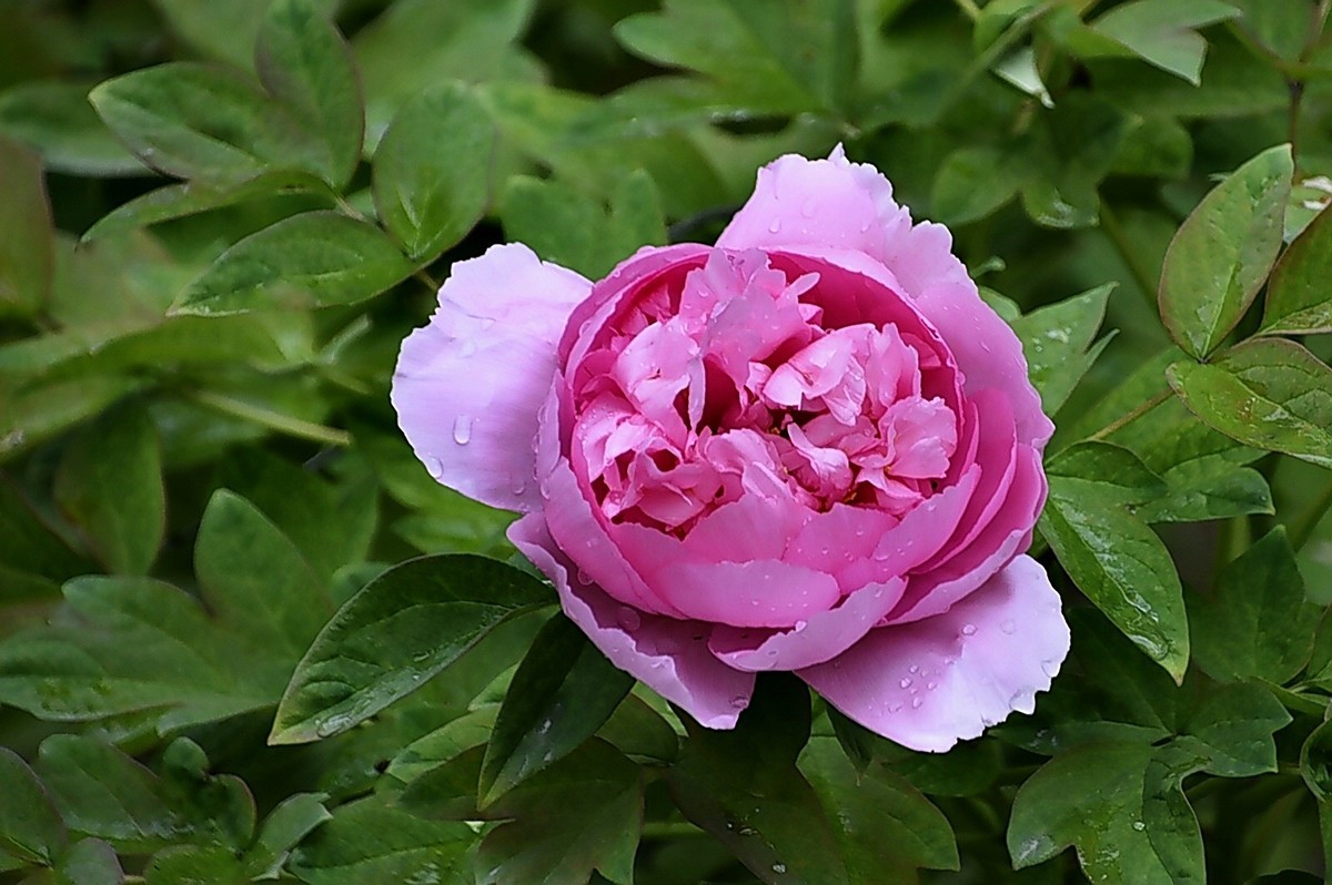 西安雨后牡丹苑