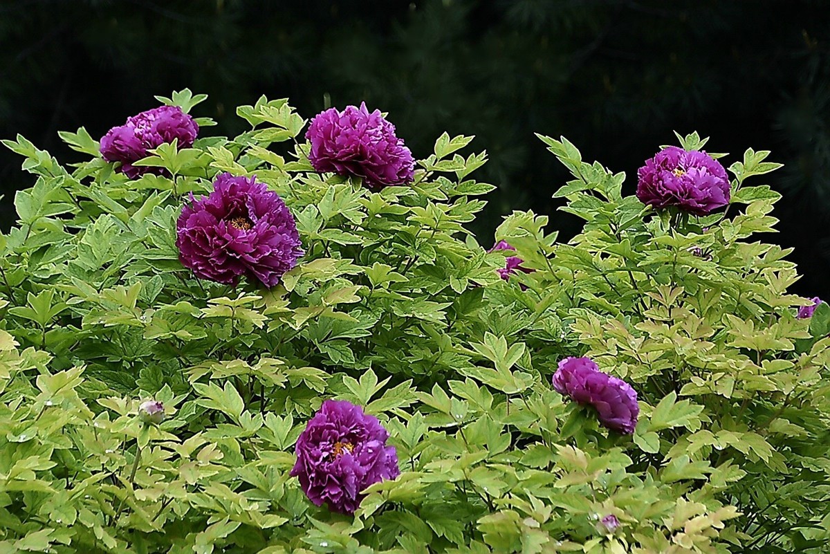 西安雨后牡丹苑