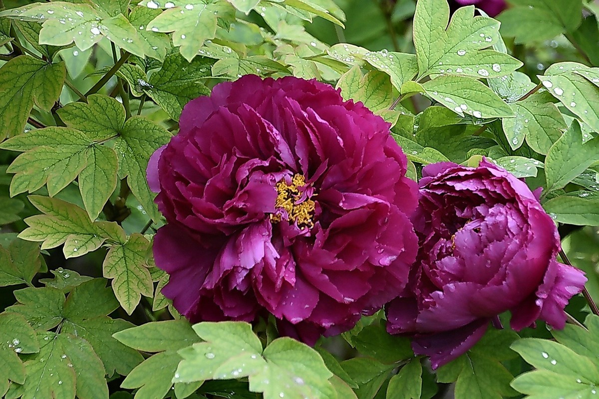 西安雨后牡丹苑