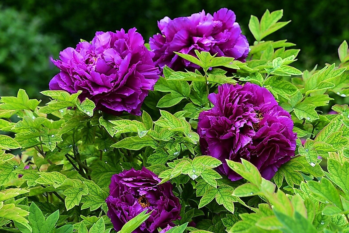 西安雨后牡丹苑