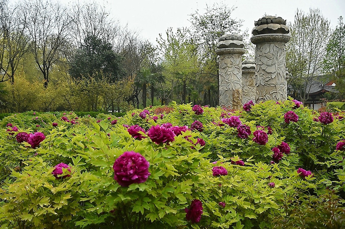 西安雨后牡丹苑