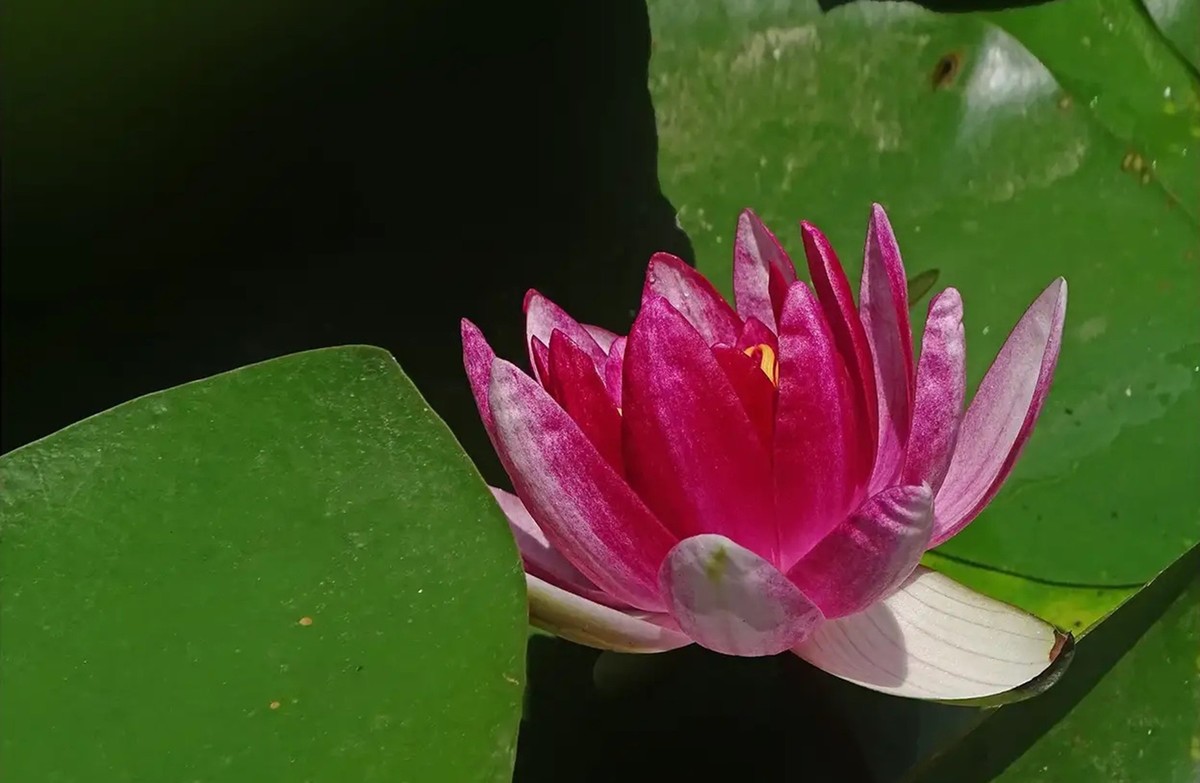 花开睡莲