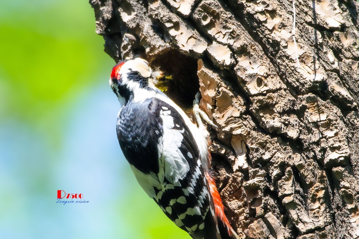 林中啄木鸟（11）
