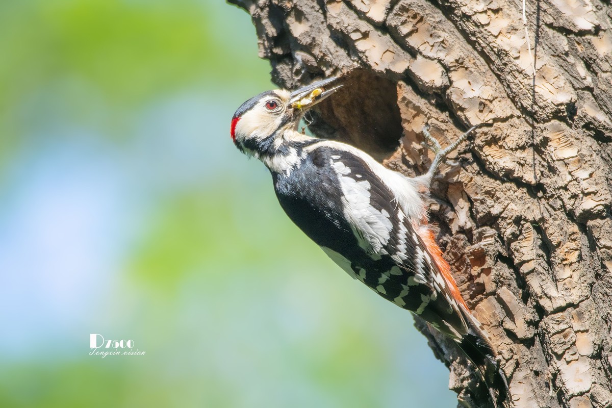 林中啄木鸟（11）