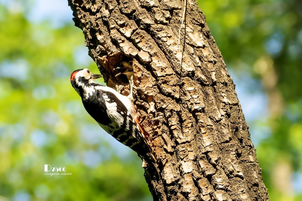 林中啄木鸟（11）