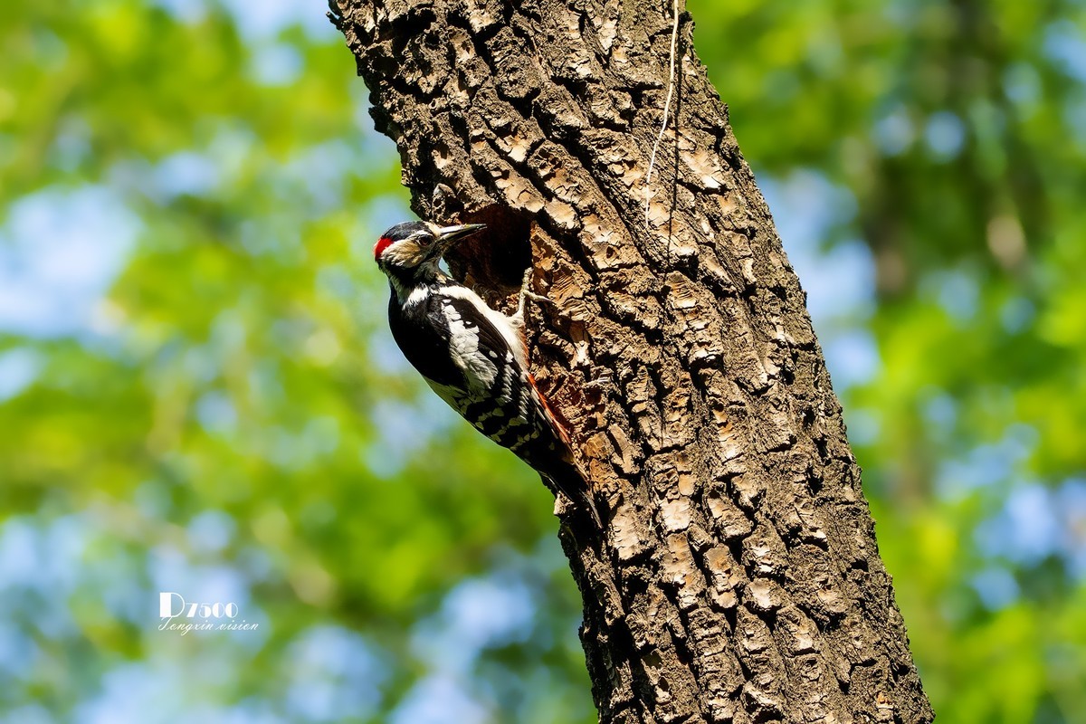 林中啄木鸟（11）