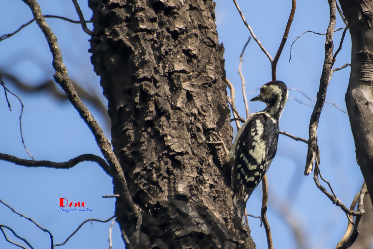 林中啄木鸟（11）