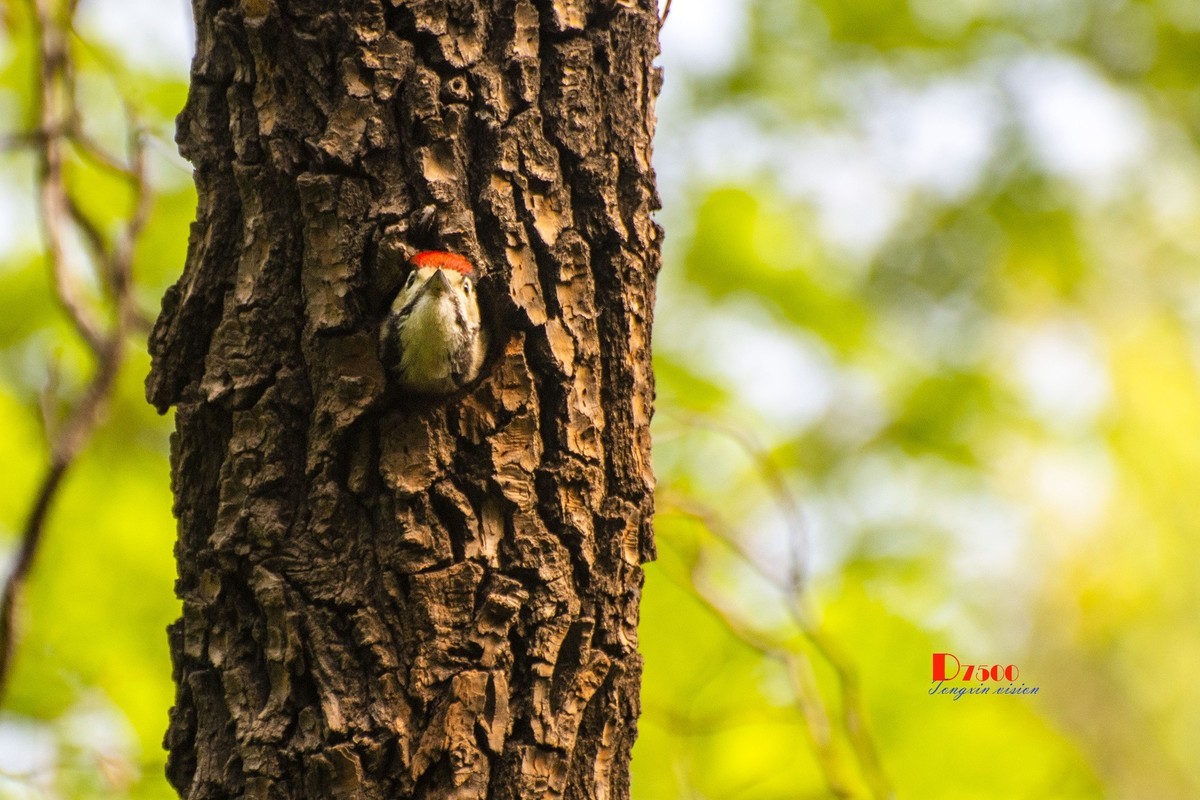 林中啄木鸟（11）