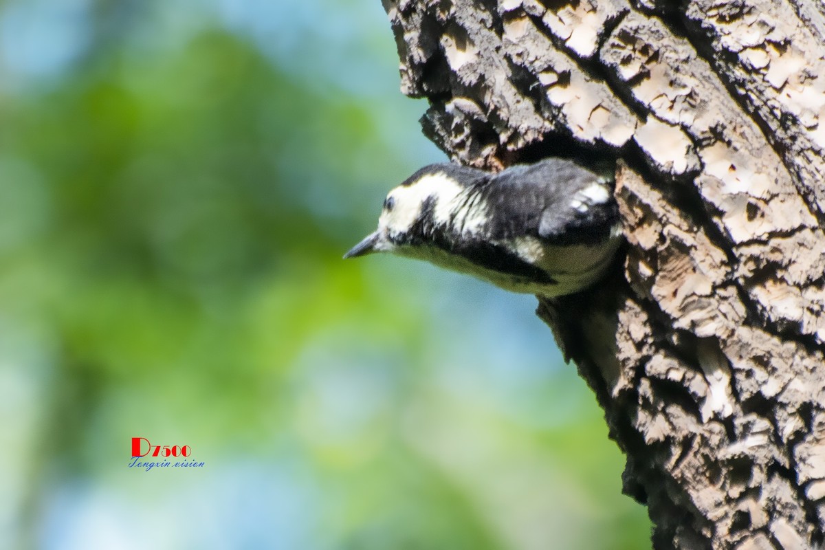 林中啄木鸟（11）