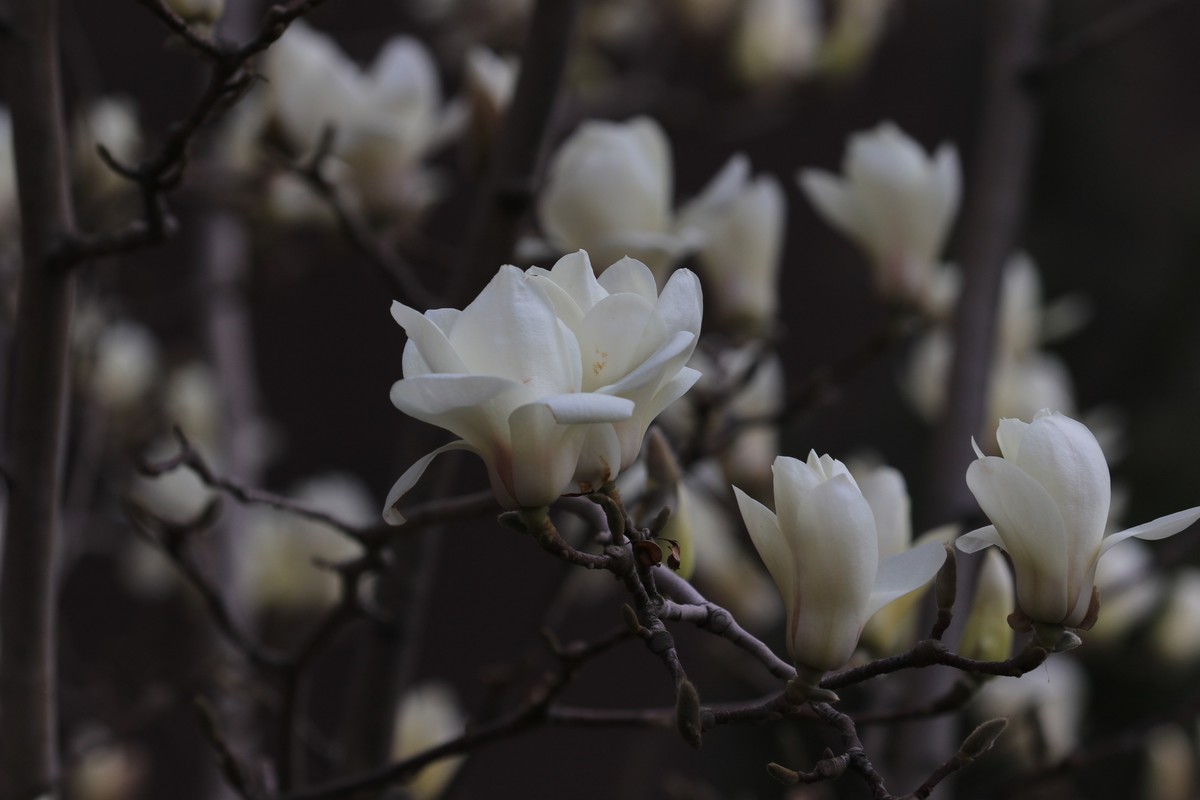 人们说的体育机型拍花
