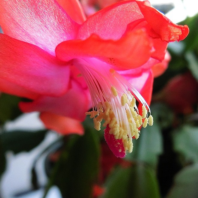 又到蟹爪兰开花时 ------ 5