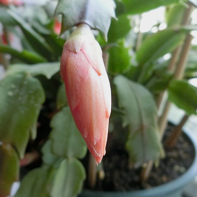 又到蟹爪兰开花时 ------ 5