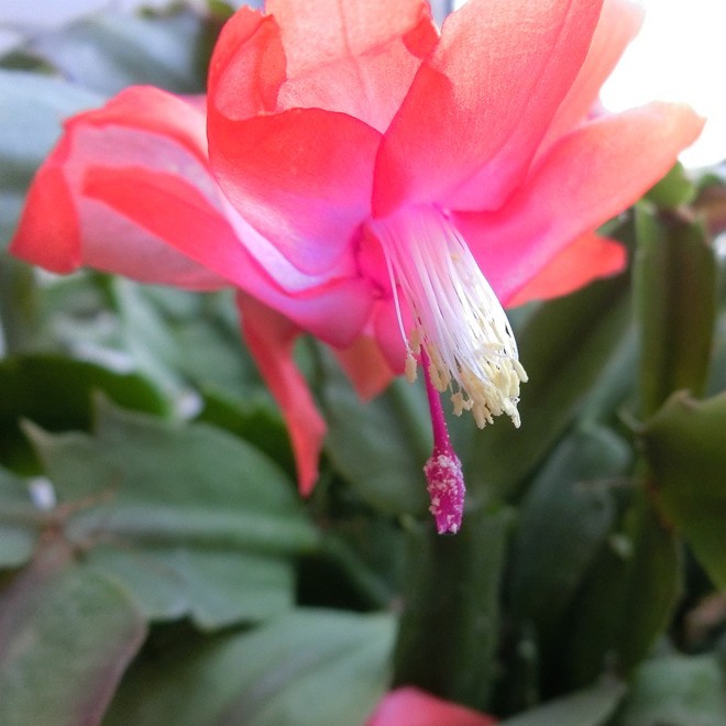 又到蟹爪兰开花时 ------ 5