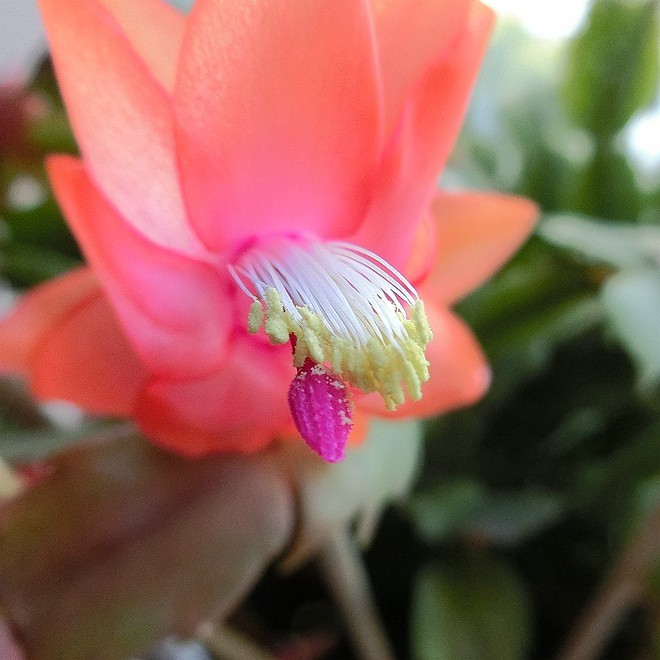 又到蟹爪兰开花时 ------ 5