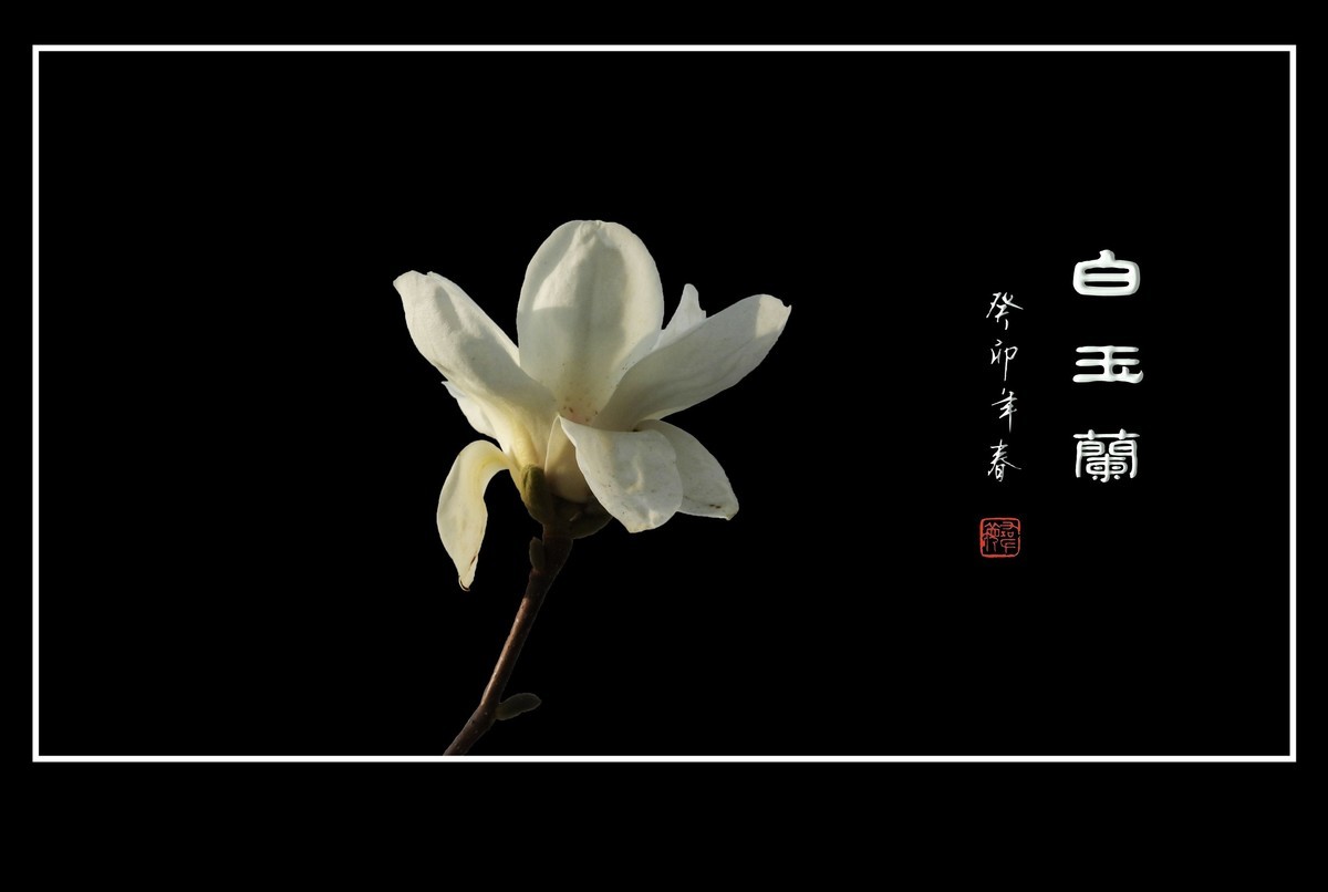 圣洁雪白的白玉兰