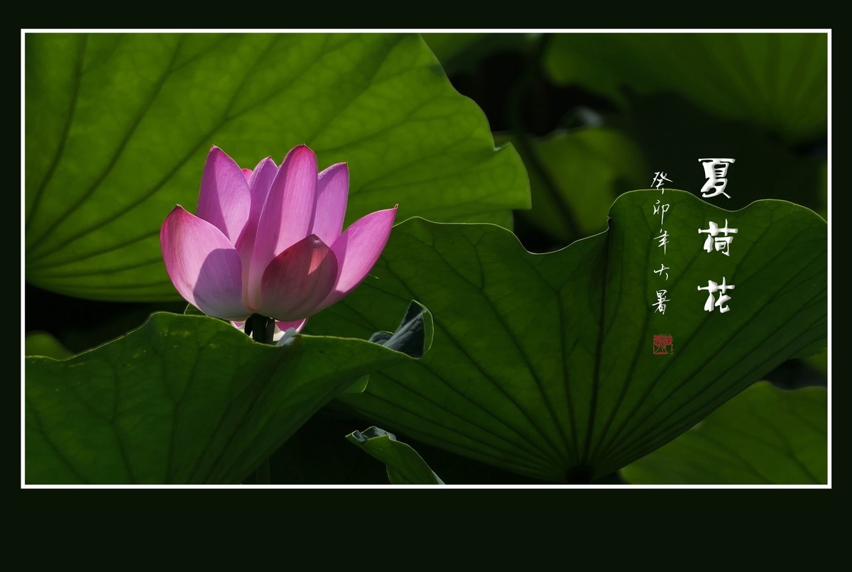 娇羞圣洁的夏荷花