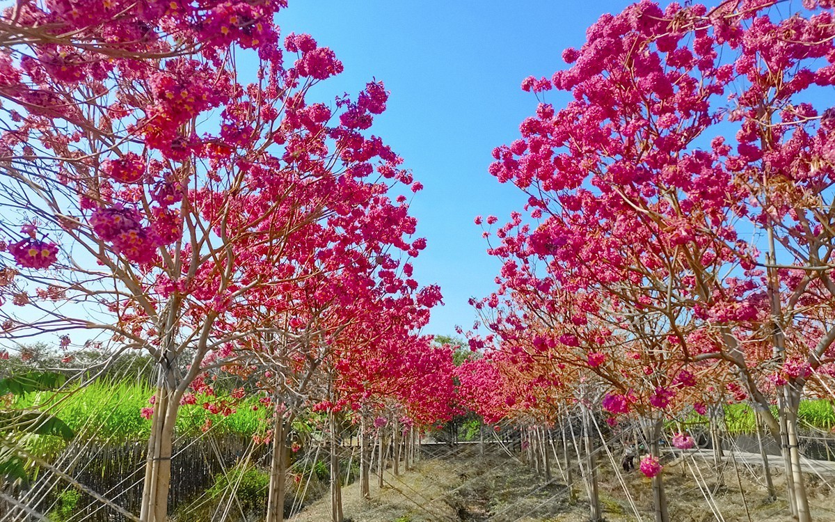 24002－乡村的紫花风玲