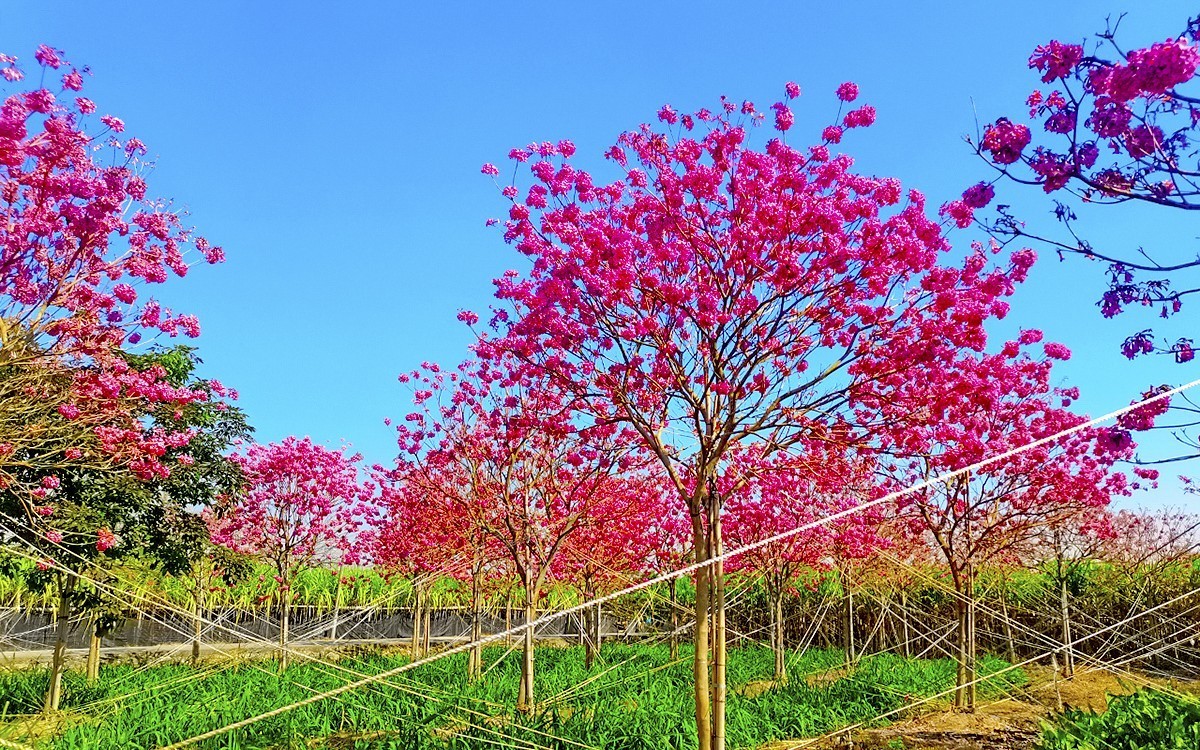 24002－乡村的紫花风玲