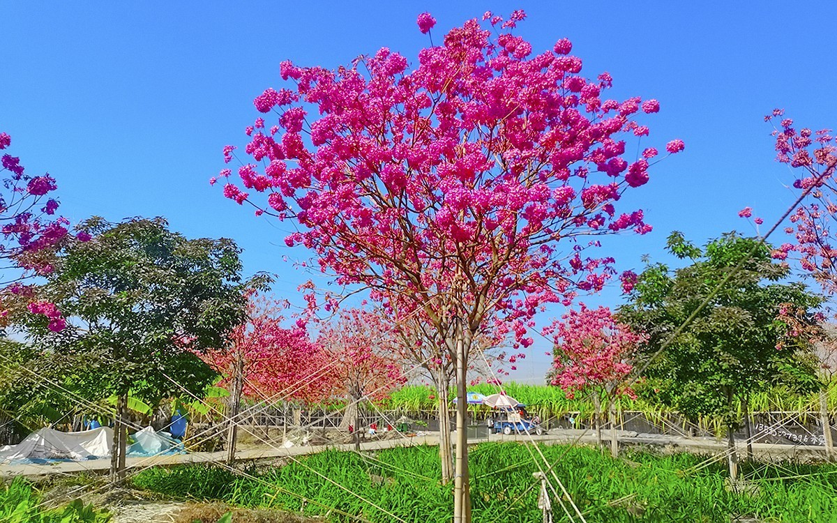 24002－乡村的紫花风玲