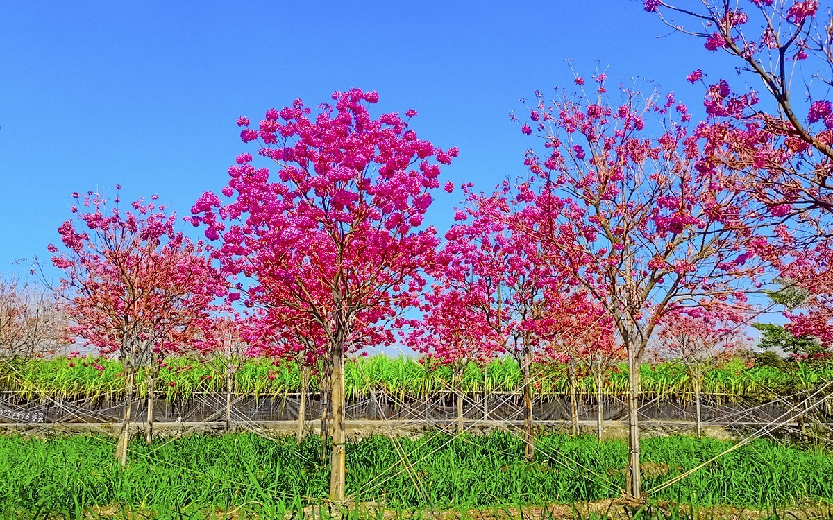 24002－乡村的紫花风玲