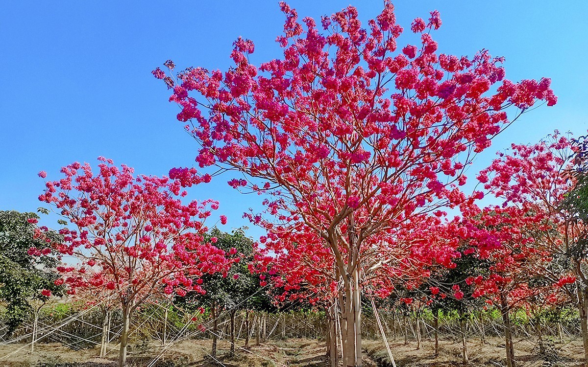 24002－乡村的紫花风玲