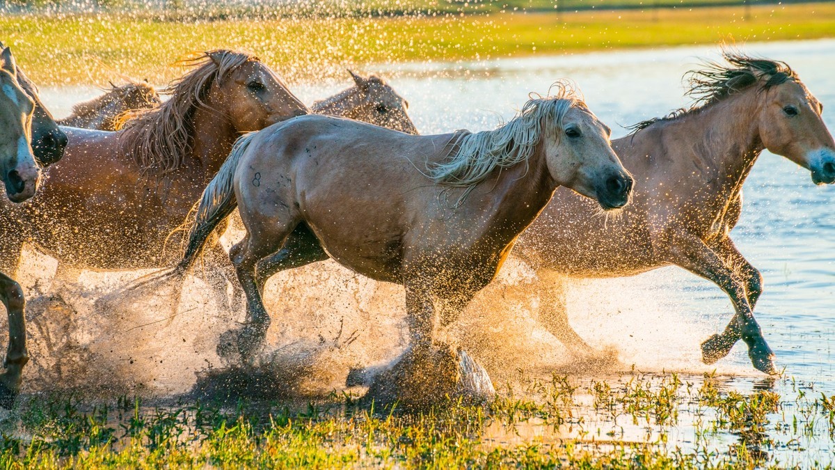 疾马飞浪，激情万丈------