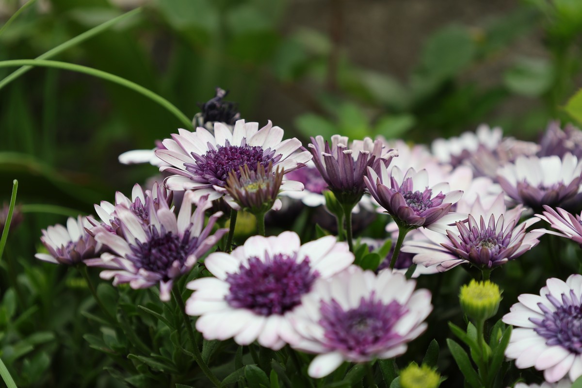 升级了，先拍花