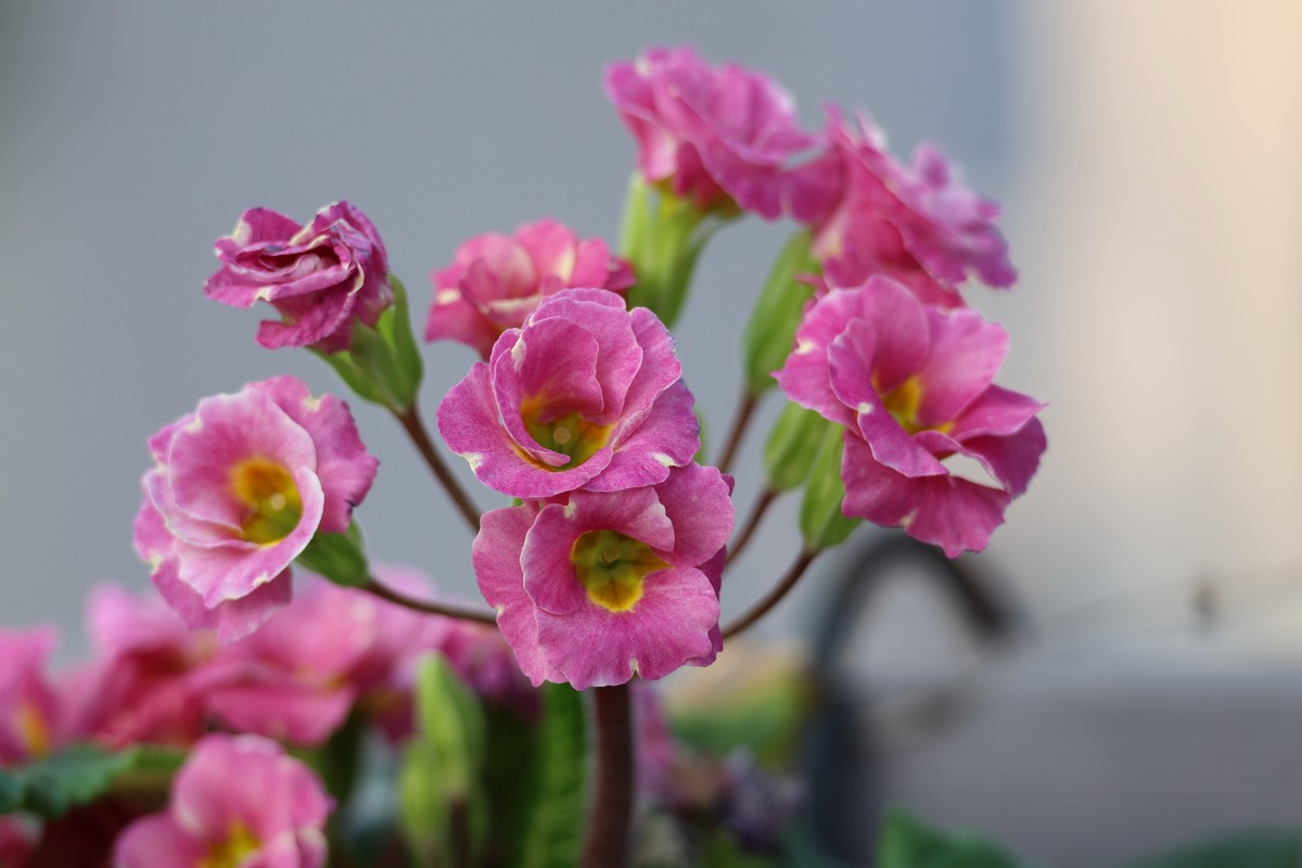 升级了，先拍花