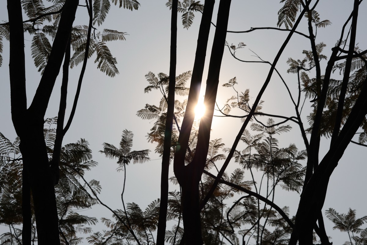 升级了，先拍花