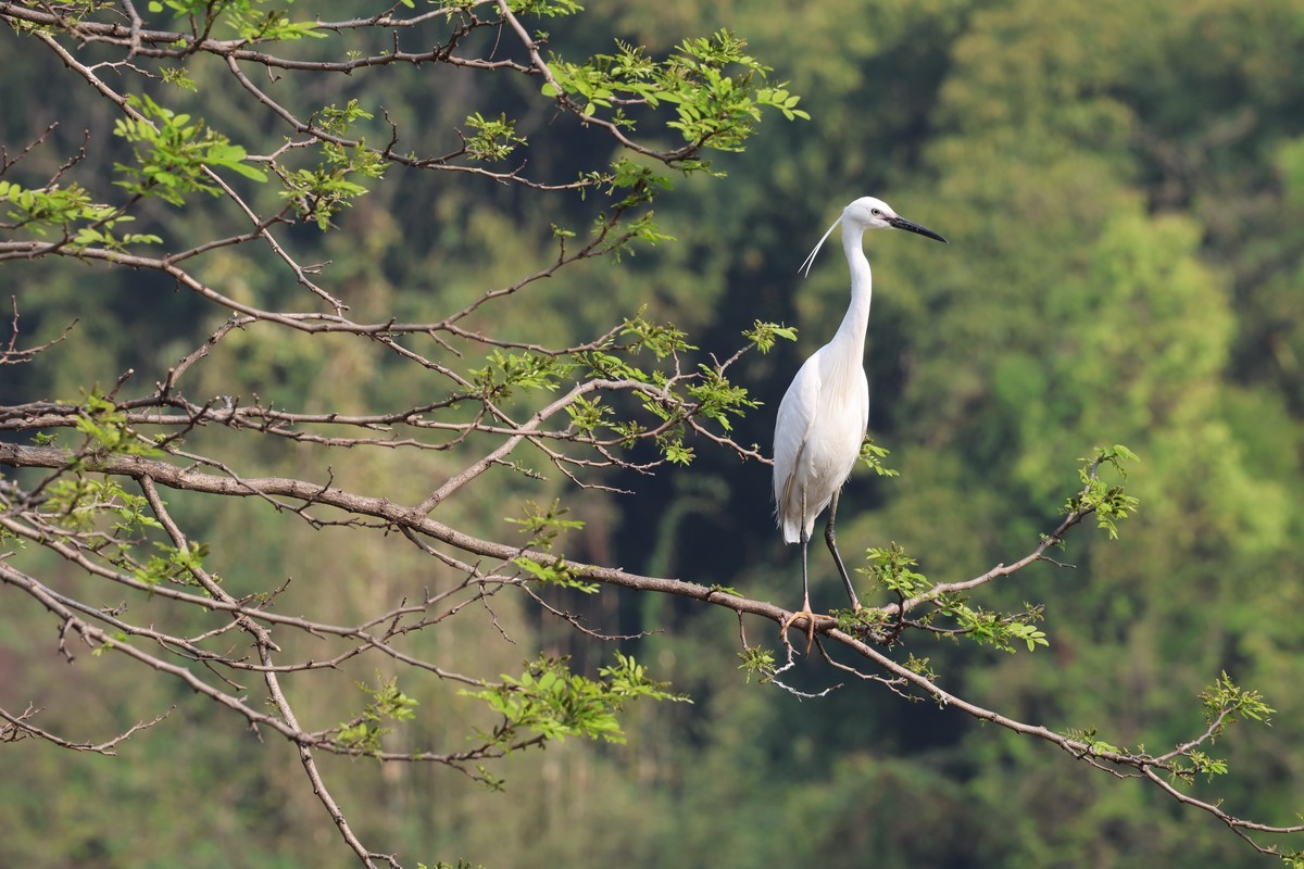 升级了，先拍花