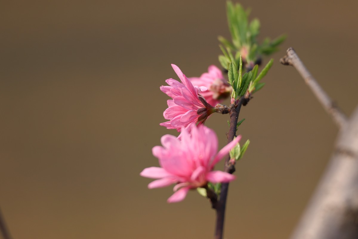 升级了，先拍花